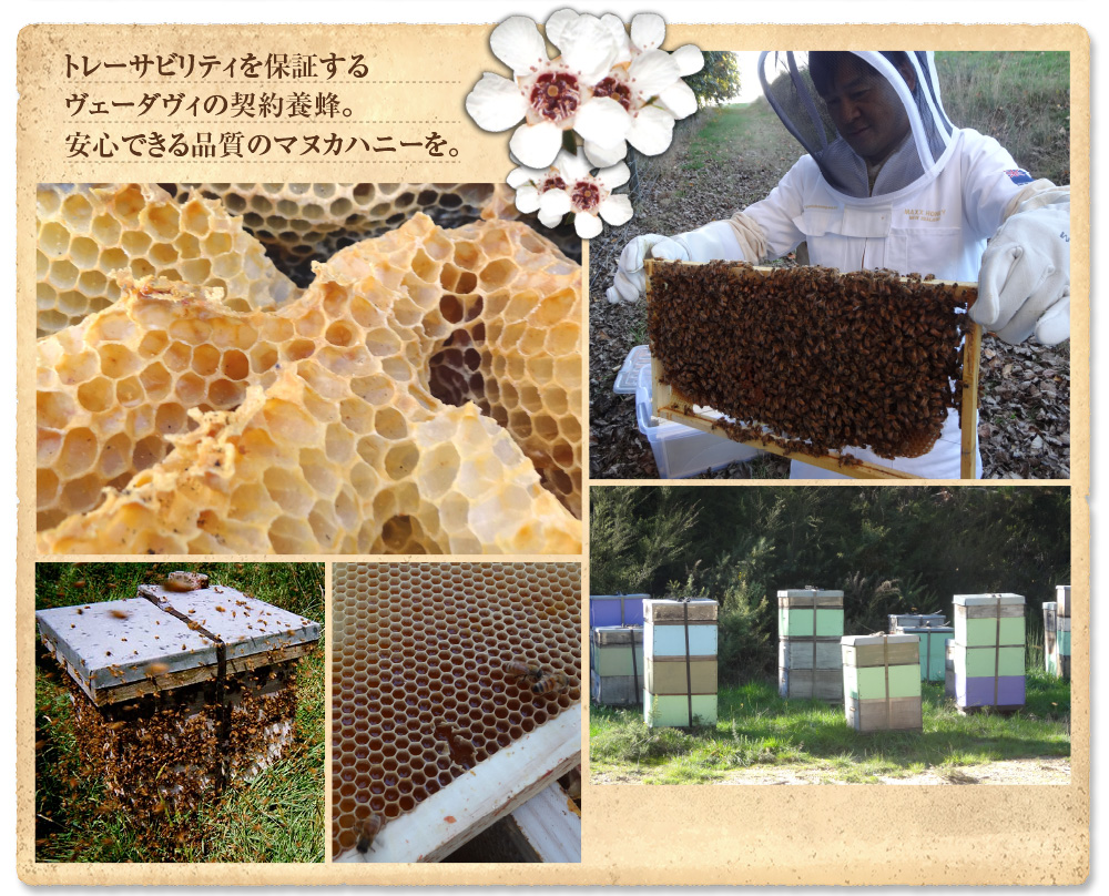 トレーサビリティを保証するヴェーダヴィのマヌカハニーは、老舗養蜂家と契約し専用の巣箱で安心できる品質でお届けします。