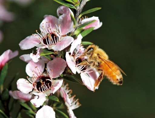 マヌカハニー MG650+ミニ: マヌカハニージンジャー,ハーブ